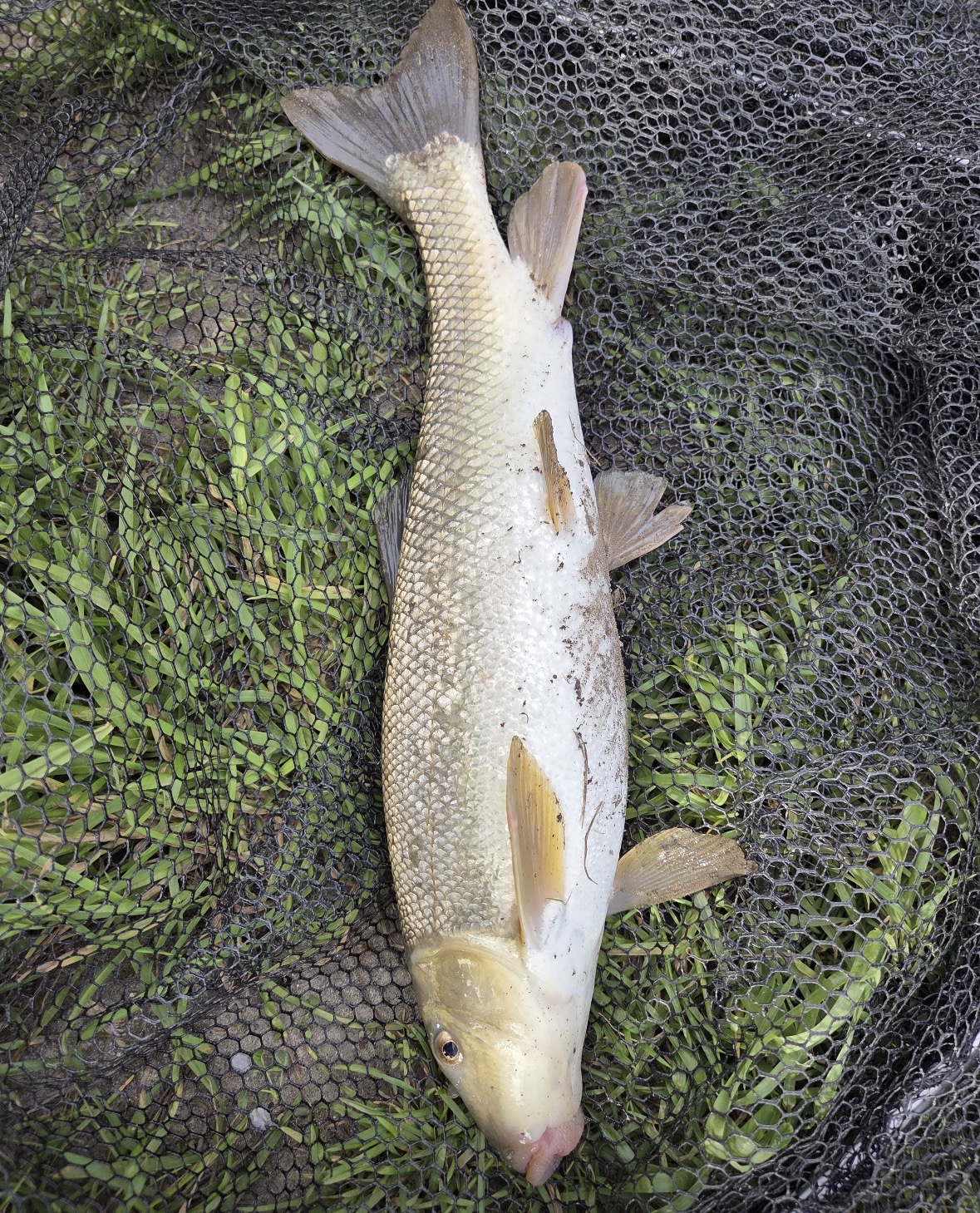 fish